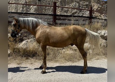 Cruzado, Ruin, 15 Jaar, Palomino