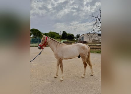 Cruzado, Ruin, 3 Jaar, 142 cm, Palomino