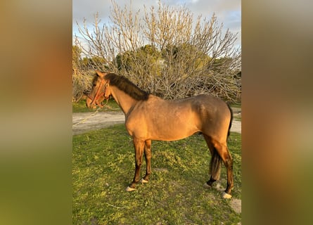 Cruzado, Ruin, 3 Jaar