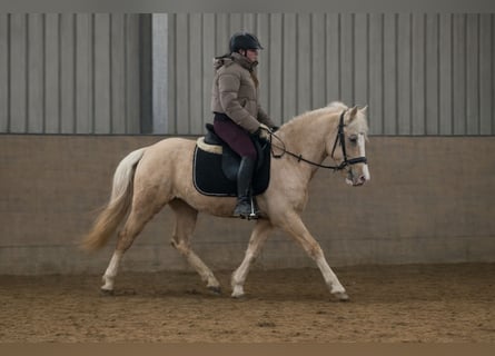 Cruzado, Ruin, 4 Jaar, 135 cm, Palomino