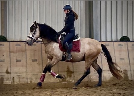 Cruzado, Ruin, 4 Jaar, 158 cm, Brown Falb schimmel