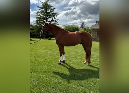 Cruzado, Ruin, 4 Jaar, 162 cm, Vos