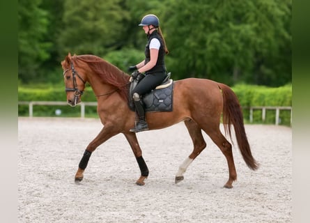 Cruzado, Ruin, 4 Jaar, 163 cm, Donkere-vos