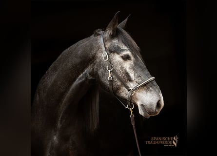 Cruzado Mix, Ruin, 5 Jaar, 154 cm, Zwartschimmel