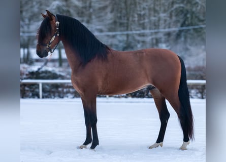 Cruzado, Ruin, 5 Jaar, 158 cm, Bruin