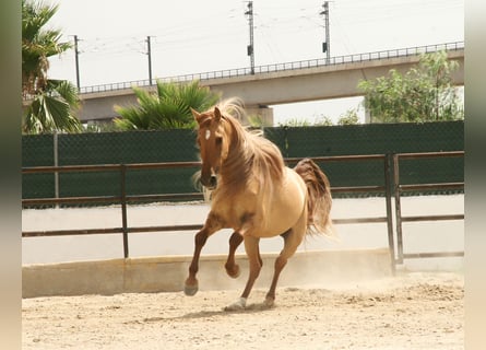 Cruzado, Ruin, 5 Jaar, 164 cm, Vos