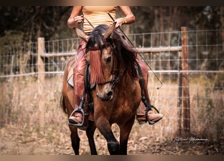 Cruzado, Ruin, 6 Jaar, 150 cm, Buckskin