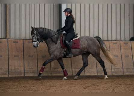 Cruzado, Ruin, 6 Jaar, 158 cm, Schimmel