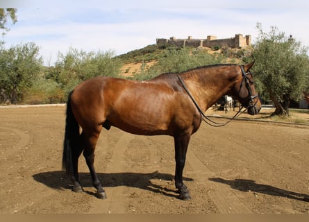 Cruzado, Ruin, 6 Jaar, 162 cm, Donkerbruin