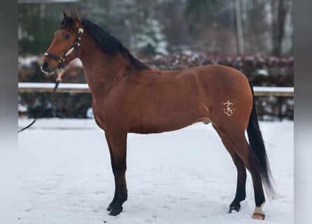Cruzado, Ruin, 7 Jaar, 160 cm, Bruin