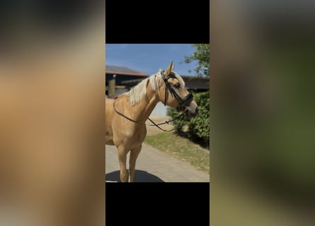 Cruzado, Ruin, 7 Jaar, 166 cm, Palomino