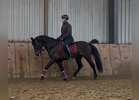 Cruzado, Ruin, 9 Jaar, 158 cm, Donkerbruin