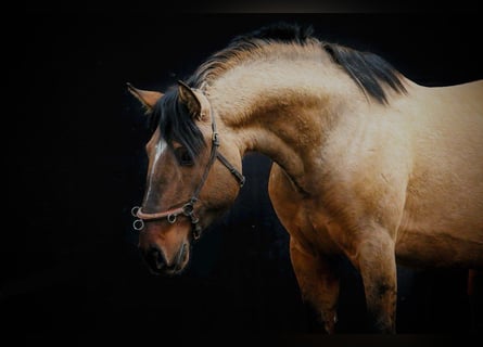 Cruzado, Semental, 3 años, 157 cm