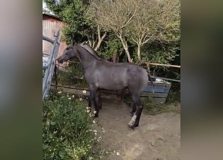 Cruzado, Stallion, 1 year, Grey