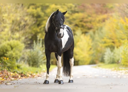 Cruzado, Stallion, 4 years, 15 hh, Pinto