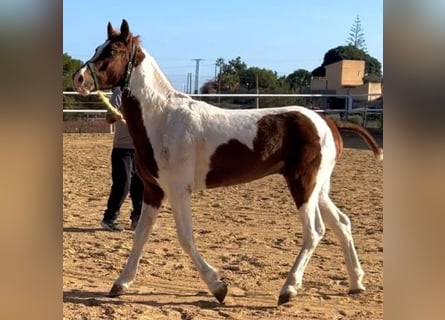 Cruzado, Stallone, 2 Anni, 149 cm, Grigio
