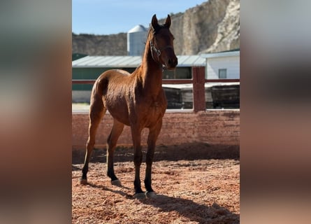 Cruzado, Stallone, 3 Anni, Baio