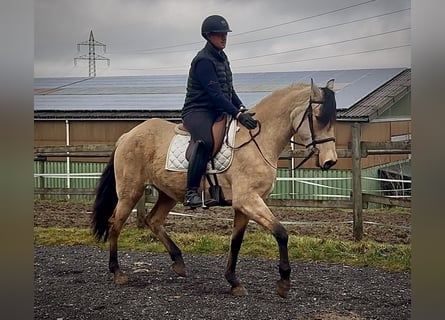 Cruzado, Stute, 10 Jahre, 160 cm, Falbe