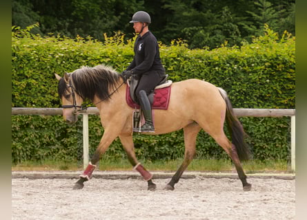 Cruzado, Stute, 10 Jahre, 160 cm, Falbe