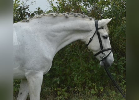 Cruzado, Stute, 14 Jahre, 160 cm, Schimmel