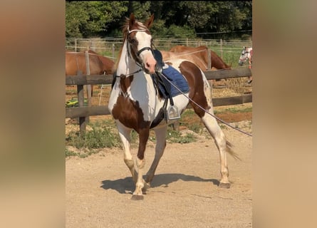 Cruzado, Stute, 15 Jahre, 162 cm, Schecke