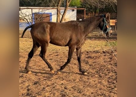 Cruzado, Stute, 1 Jahr, 150 cm, Fuchs