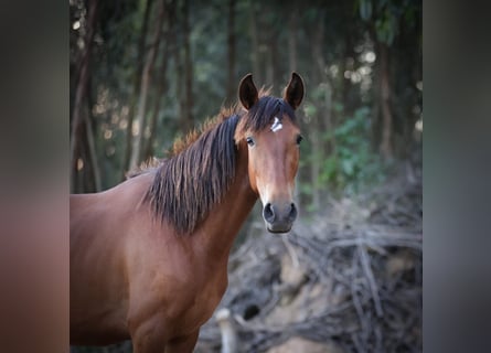 Cruzado, Stute, 2 Jahre, 161 cm, Brauner