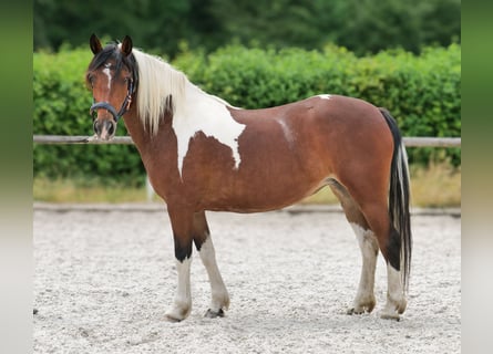 Cruzado, Stute, 3 Jahre, 135 cm, Schecke