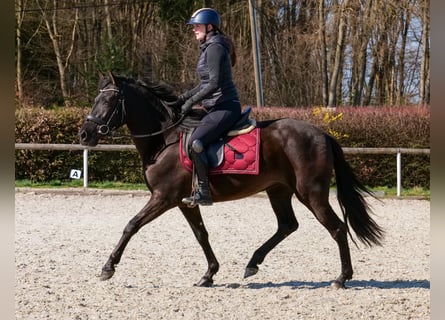 Cruzado, Stute, 3 Jahre, 150 cm, Rappe