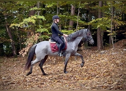 Cruzado, Stute, 3 Jahre, 150 cm, Roan-Blue