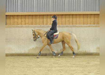 Cruzado, Stute, 4 Jahre, 158 cm, Palomino