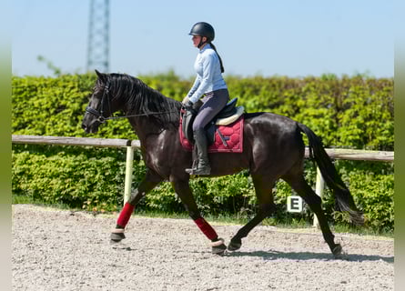 Cruzado, Stute, 4 Jahre, 158 cm, Rappe