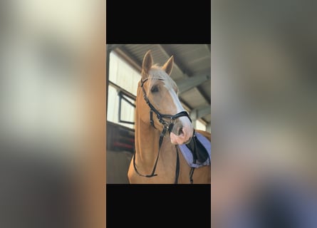 Cruzado, Stute, 4 Jahre, 160 cm, Palomino