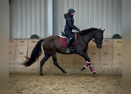 Cruzado, Stute, 4 Jahre, 162 cm, Dunkelbrauner
