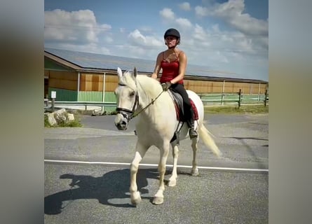 Cruzado, Stute, 5 Jahre, 150 cm, Schimmel
