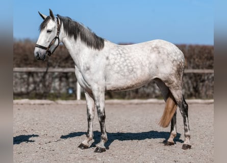 Cruzado, Stute, 5 Jahre, 155 cm