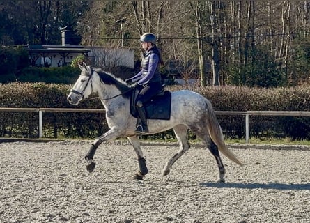 Cruzado, Stute, 5 Jahre, 155 cm, Schimmel