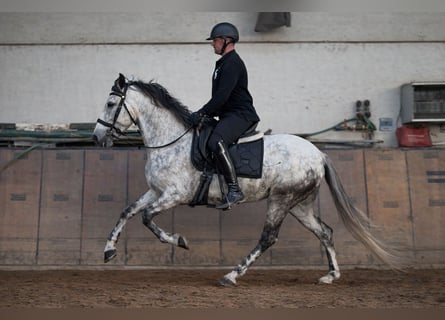 Cruzado, Stute, 5 Jahre, 155 cm, Schimmel
