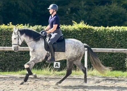 Cruzado, Stute, 5 Jahre, 160 cm, Apfelschimmel