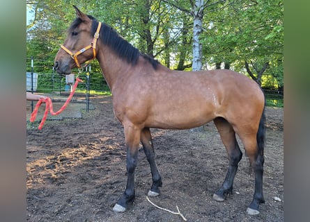 Cruzado Mix, Stute, 5 Jahre, 163 cm, Brauner