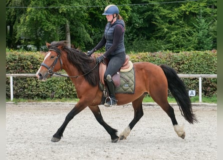 Cruzado, Stute, 6 Jahre, 142 cm, Hellbrauner