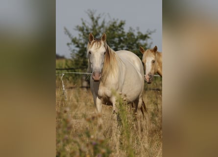 Cruzado, Stute, 6 Jahre, 147 cm, Champagne