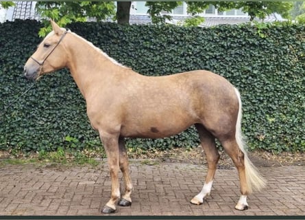 Cruzado, Stute, 6 Jahre, 151 cm, Palomino