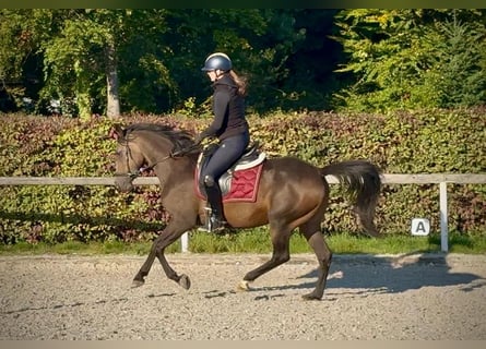 Cruzado, Stute, 6 Jahre, 152 cm, Dunkelbrauner
