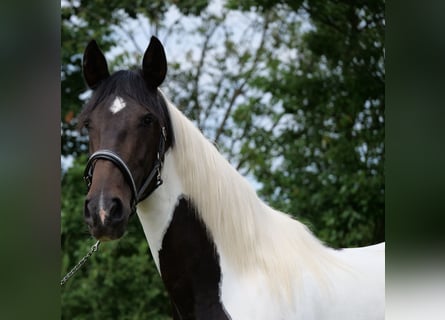 Cruzado Mix, Stute, 6 Jahre, 158 cm, Schecke