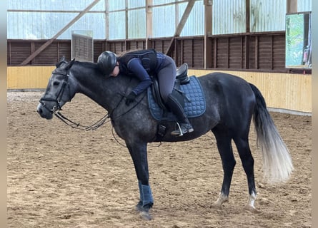 Cruzado, Stute, 6 Jahre, 159 cm, Kann Schimmel werden