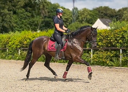 Cruzado, Stute, 6 Jahre, 160 cm, Dunkelbrauner