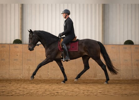Cruzado, Stute, 6 Jahre, 162 cm, Dunkelbrauner