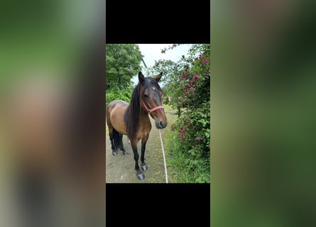 Cruzado, Stute, 7 Jahre, 150 cm, Brauner