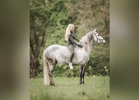 Cruzado Mix, Stute, 7 Jahre, 155 cm, Schimmel